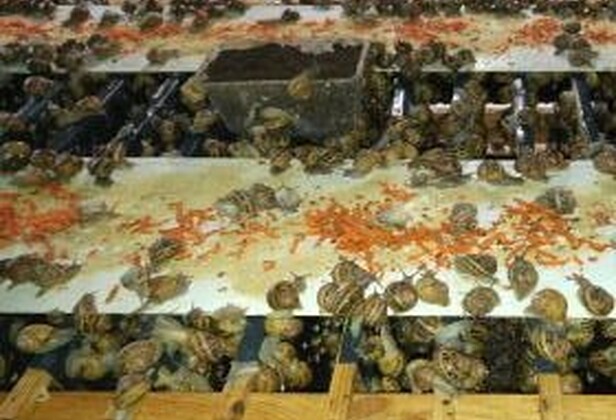 Помещение для воспроизводства и инкубации яиц